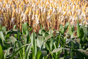 Plantacao de milho lavoura goias brasil