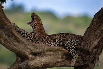 Obraz premium A Leopard in Africa 