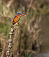 Fototapeta premium A malachite kingfisher in Africa 