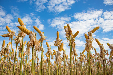 Plantacao de milho lavoura goias brasil