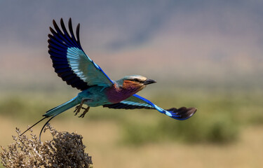 A lilac-breasted roller in Africa 