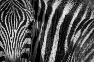 Zebra in Africa 