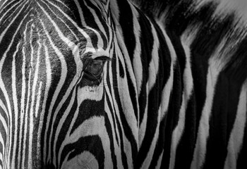 Naklejka na ściany i meble Zebra in Africa 