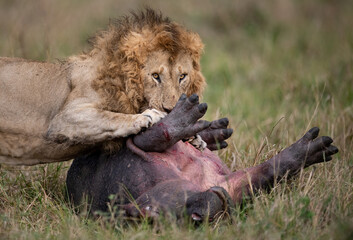 Fototapeta A lion eating a hippo  obraz