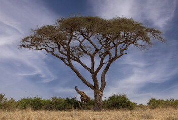 A giraffe under an acacia tree in Africa 