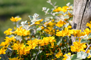 yellow flowers in the garden