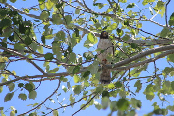 birds
