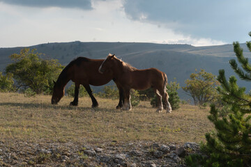 Obraz premium cavalli 