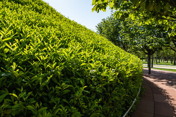 Mirror maze. Walls of the labyrinth are decorated with bushes of evergreen cherry laurel (Prunus...