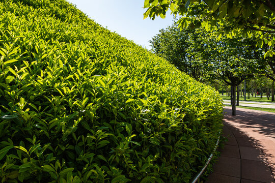 Mirror maze. Walls of the labyrinth are decorated with bushes of evergreen cherry laurel (Prunus laurocerasus). Public landscape city park "Galitsky". Place for family recreation and sports.