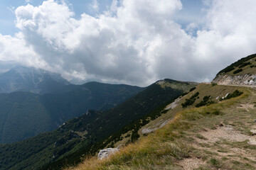 Obraz premium pecore