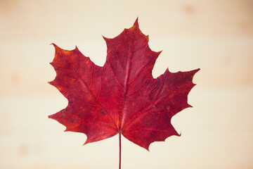 Red maple leaf on wooden background. Autumn leaf