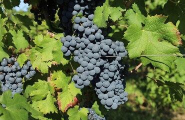 Cabernet Franc grapes hanging on vine in autumn, just before the grape harvest	