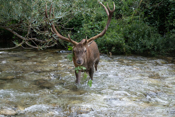 cervo in acqua