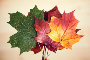 Multocolored maple leaves on wooden background. Autumn leaf