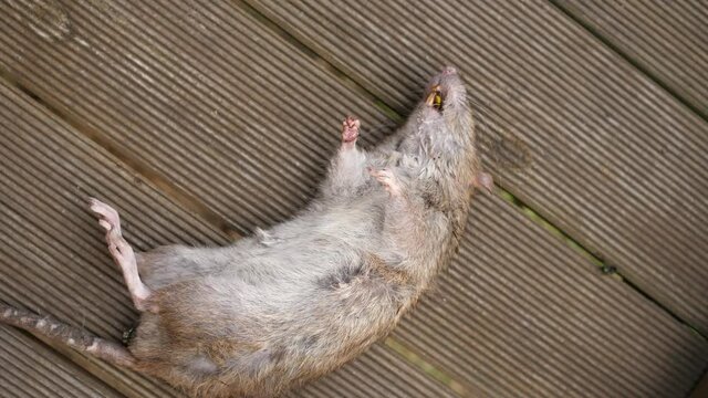 dead rat mouse lying on wooden floor