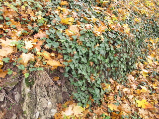 Old natural stone wall overgrown with ivy and autumn leaves on the ground