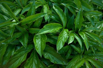 close-up, beautiful image above the leaves of fresh greenery