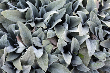 Hairy leaves of Palestine woundwort, or Stachys palaestina in a garden