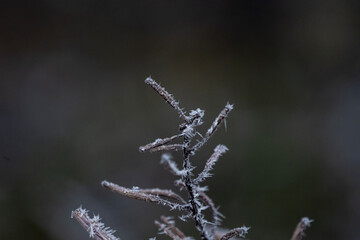 ice and frost on a branch