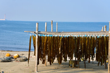 砂浜で干されているワカメ