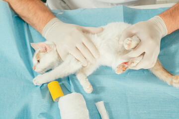 Hands of male veterinarian in gloves hold white and ginger kitten on table and treat injured paw...