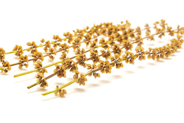 Homegrown Italian sweet basil seed pods on dried flowers isolated on white for seed saving concept