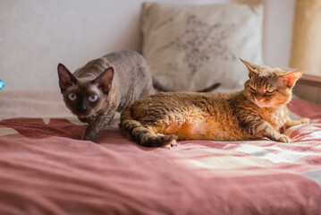 Fototapeta na wymiar two Devonrex cats on the bed
