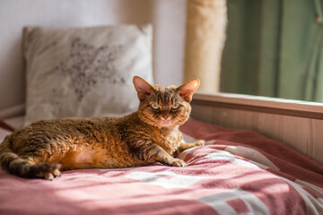 Devonrex cat lying on the bed 