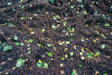 autumn leaves on the valley floor