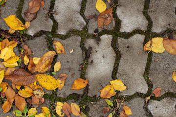 Paving stones with yellow autumn leaves close-up, copy space.