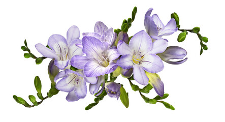 Purple freesia flowers and buds in a floral arrangement isolated - obrazy, fototapety, plakaty