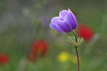 Anemone