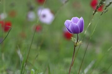 Anemone