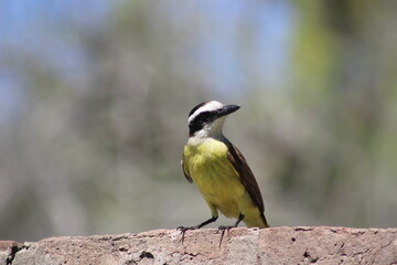 Fototapeta premium birds