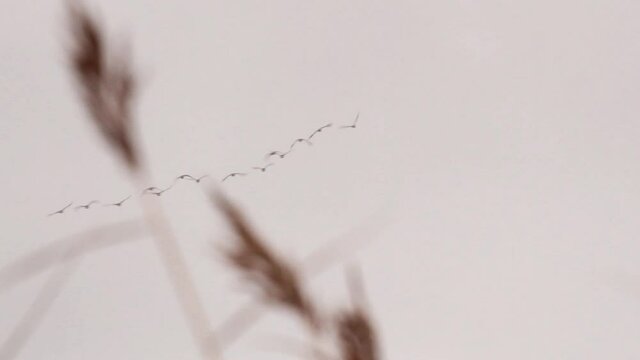 White-Fronted Geese fly over the reedy seaside marches. Autumn bird migration