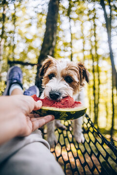 Woman feeding watermelon to dog on hammock