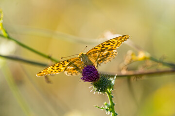 Schmetterling