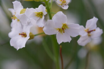 white flowers