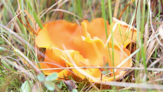 Thecasporous fungus (Ascomycete). Orange cup (Peziza aurantia or Aleuria aurantia) in open forest clearing. Taiga forests of North-Eastern Europe. If you touch it, mushroom throws out cloud of spores