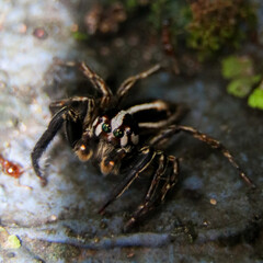 black and white striped jumping spider called phlegra standing in the sunshade and looking at the camera with its shiny eyes
