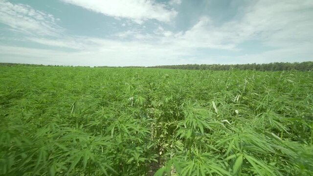 cannabis field