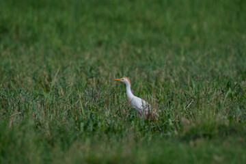 Western Cattle Egret (Bubulcus ibis) walking in the grass