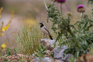 Crested Lark (Galerida cristata) perched on a rock