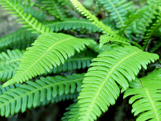 Selective focus close-up of some green bright fern leaves (also known as deer fern or hard-fern). They reflect a fresh mood.