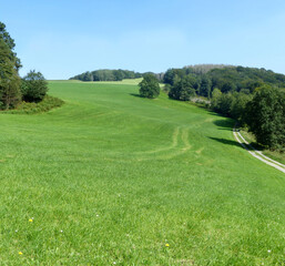 Wide meadow, clear sky and a slightly curved road leading along some trees
