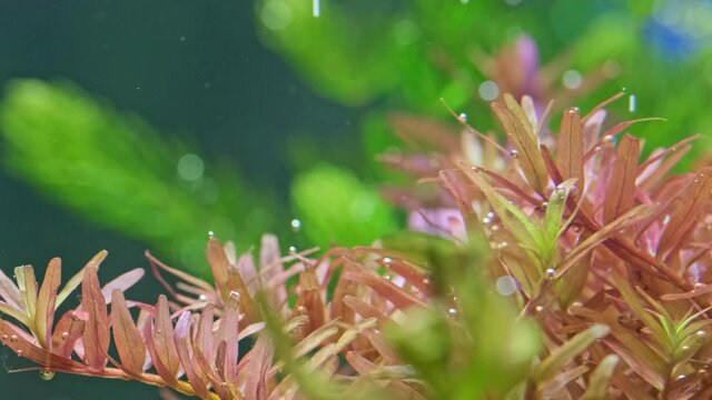 Macro shot of  a Beautiful aquarium plants. Limnophila hippuridoides. Beautiful green freshwater plant  exudes bubbles oxygen. Process of photosynthesis of aquarium plants in an aquarium. Aqua space.