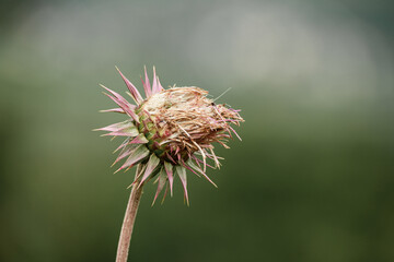 Thistle on Radobýl hill, Czech Central Highlands