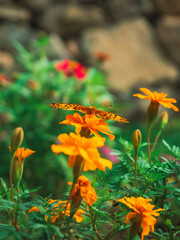 garden flowers and butterflies (정원의 꽃과 나비)