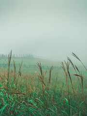 misty grass field (안개낀 억새밭)